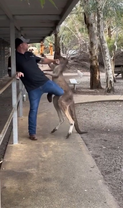 Playful Moment When Kangaroo Challenges A Man To A Fight