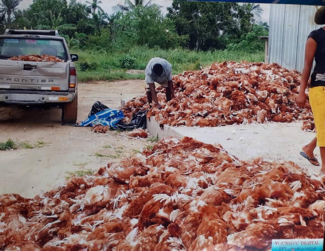 Farmer cries for help as flood kills 25000 birds in Anambra