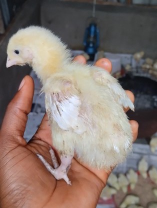 Beginners Guide On How To Brood Broilers