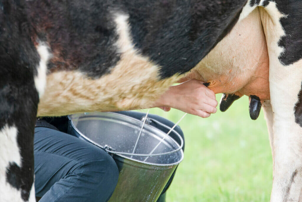 Shocking reasons not to take cow milk