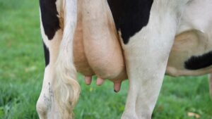 Shocking reasons not to take cow milk