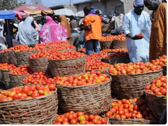 The Main causes of high cost of tomato, pepper – Mile 12 Market Chairman