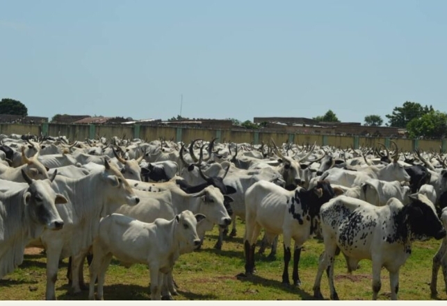 Miyetti Allah Opposes Animal Husbandry Bill; See what they agitate for