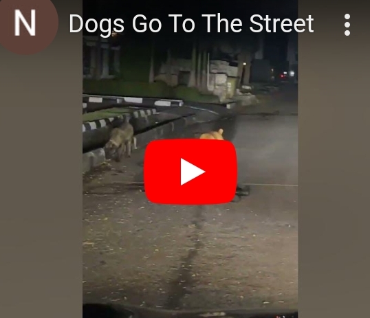 Security Guard Killed by Dogs at Pinnock Estate, Lekki (Video)