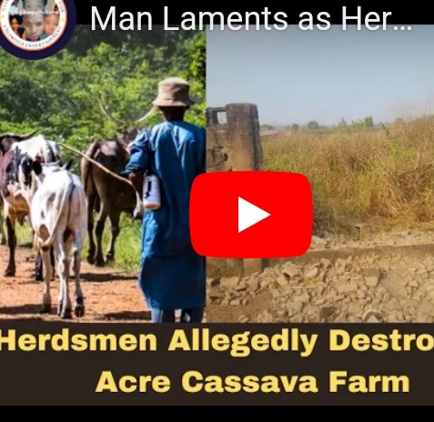 Farmer Expresses Anger After Herdsmen Destroy 20 Acres of Cassava Farm in Ogun State